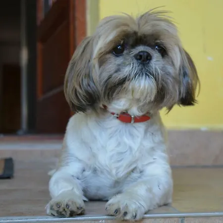 Gæstehus Vila Velis *